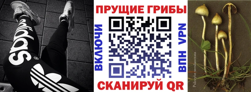 площадка официальный сайт Дмитриев Псилоцибиновые грибы MAGIC MUSHROOMS